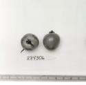 Click for 1 image(s) for this accession. FRUIT